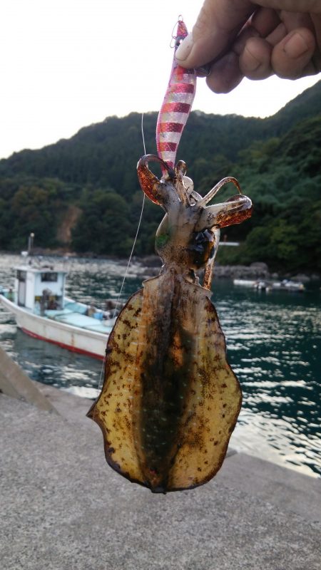 船から陸に移動してエギング