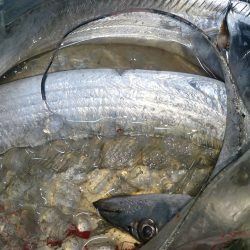 釣れるかどうか