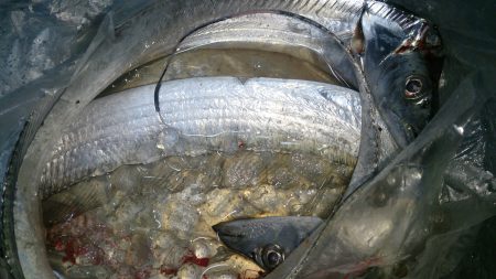 釣れるかどうか