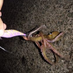 久しぶりのエギングのはずが~