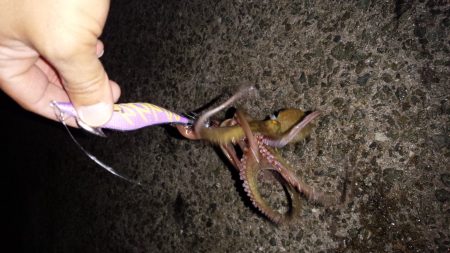 久しぶりのエギングのはずが~