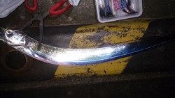 久しぶりの浮き釣り