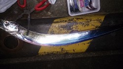 久しぶりの浮き釣り