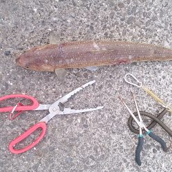 出てこい俺の友達！E.S.O