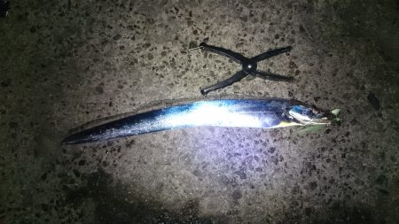 ワインドに軍配！