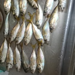 夜のサビキ釣り