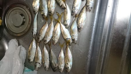 夜のサビキ釣り