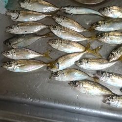 夜のサビキ釣り