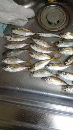 夜のサビキ釣り