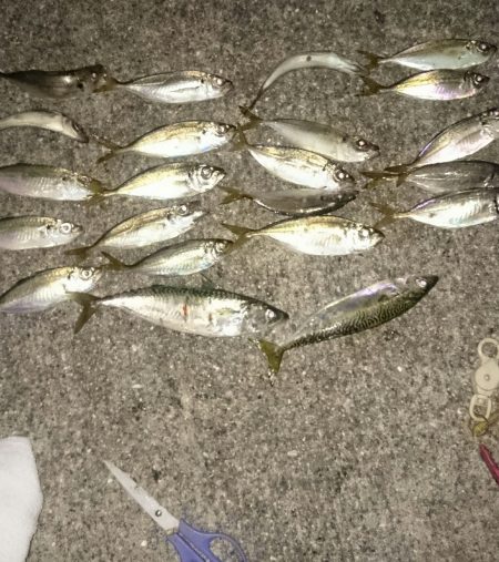 だいぶ寒くなってきました