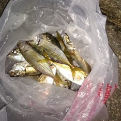 アジが沢山釣れました