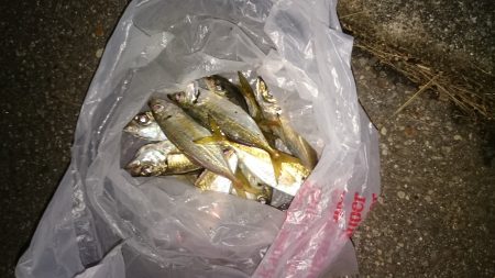 アジが沢山釣れました
