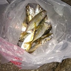 アジが沢山釣れました
