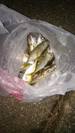 アジが沢山釣れました