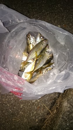 アジが沢山釣れました