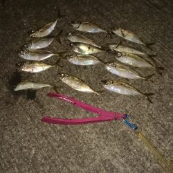 夕まづめは食欲旺盛