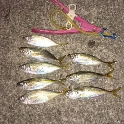 かなり寒くなりました