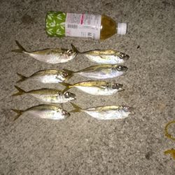 アジングは好調です