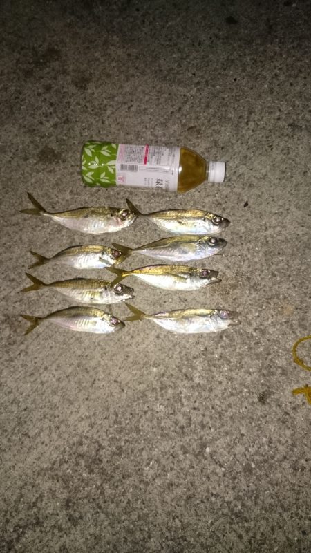 アジングは好調です