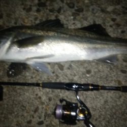 サヨリを食べて