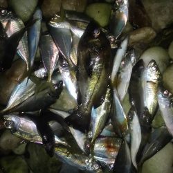 サーフアジング