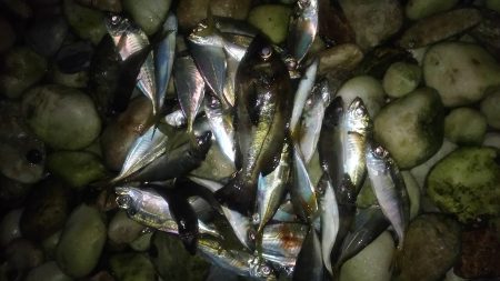 サーフアジング