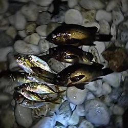 そろそろメバルの始まり?