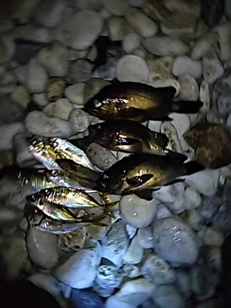 そろそろメバルの始まり？