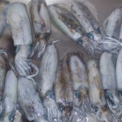 朝マズメ釣行 ！