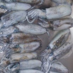 朝マズメ釣行 ！