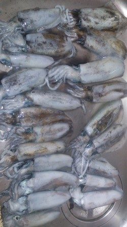 朝マズメ釣行 ！