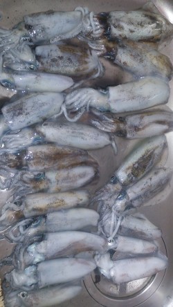 朝マズメ釣行 ！