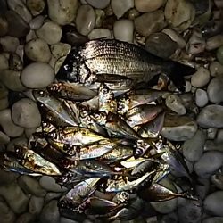 サーフアジング