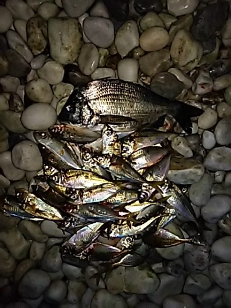 サーフアジング