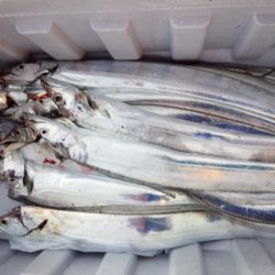 太刀魚好調キープ