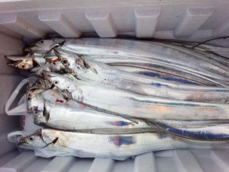 太刀魚好調キープ