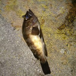 チーバス後メバル