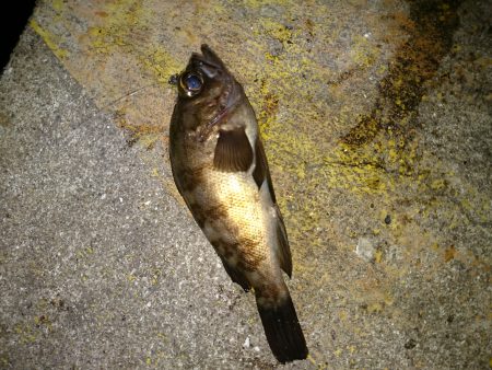 チーバス後メバル