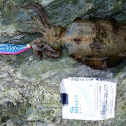 秋イカ探して！！