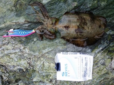 秋イカ探して！！