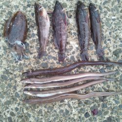 コウイカはイヤだぁ～