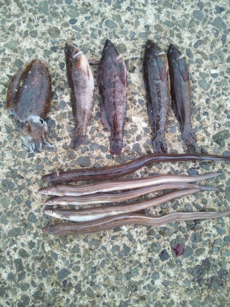 コウイカはイヤだぁ～