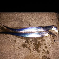 渋い状況での釣果