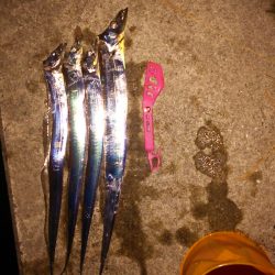 夏タチばっかり(泣)