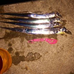 夏タチばっかり(泣)