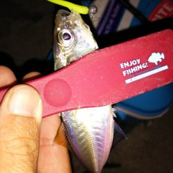 アジングは楽しい♪