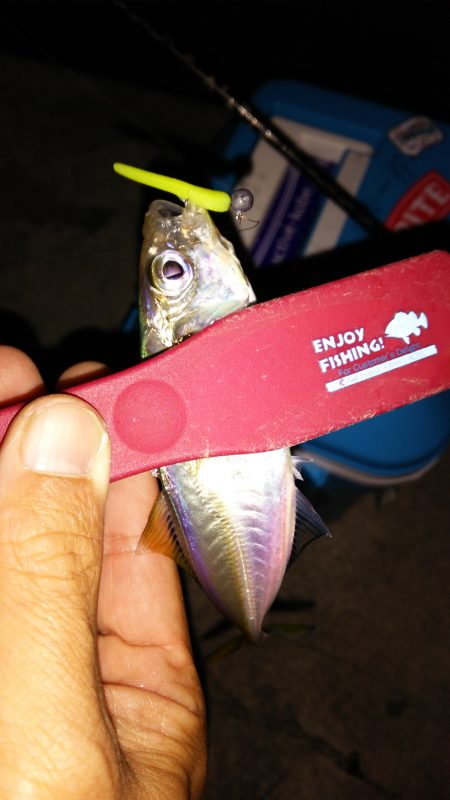 アジングは楽しい♪