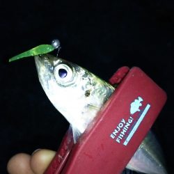 短時間アジング