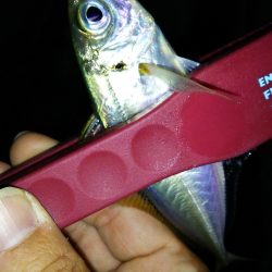 今夜もアジング