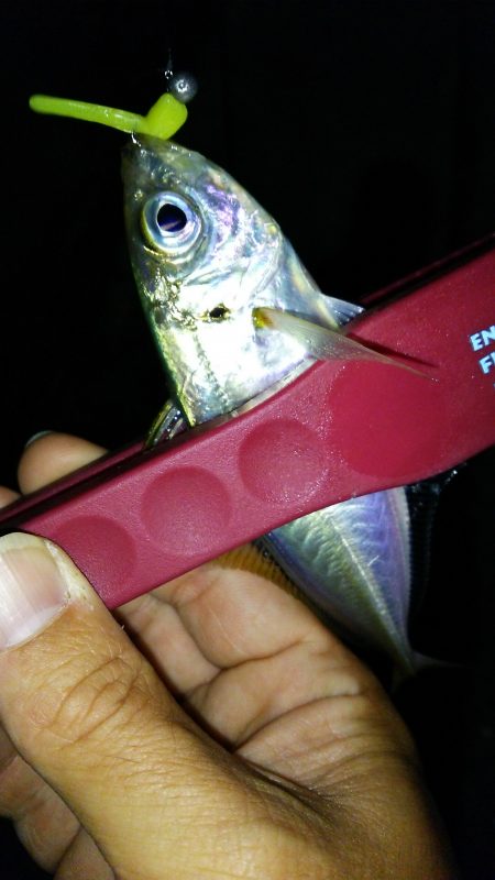 今夜もアジング